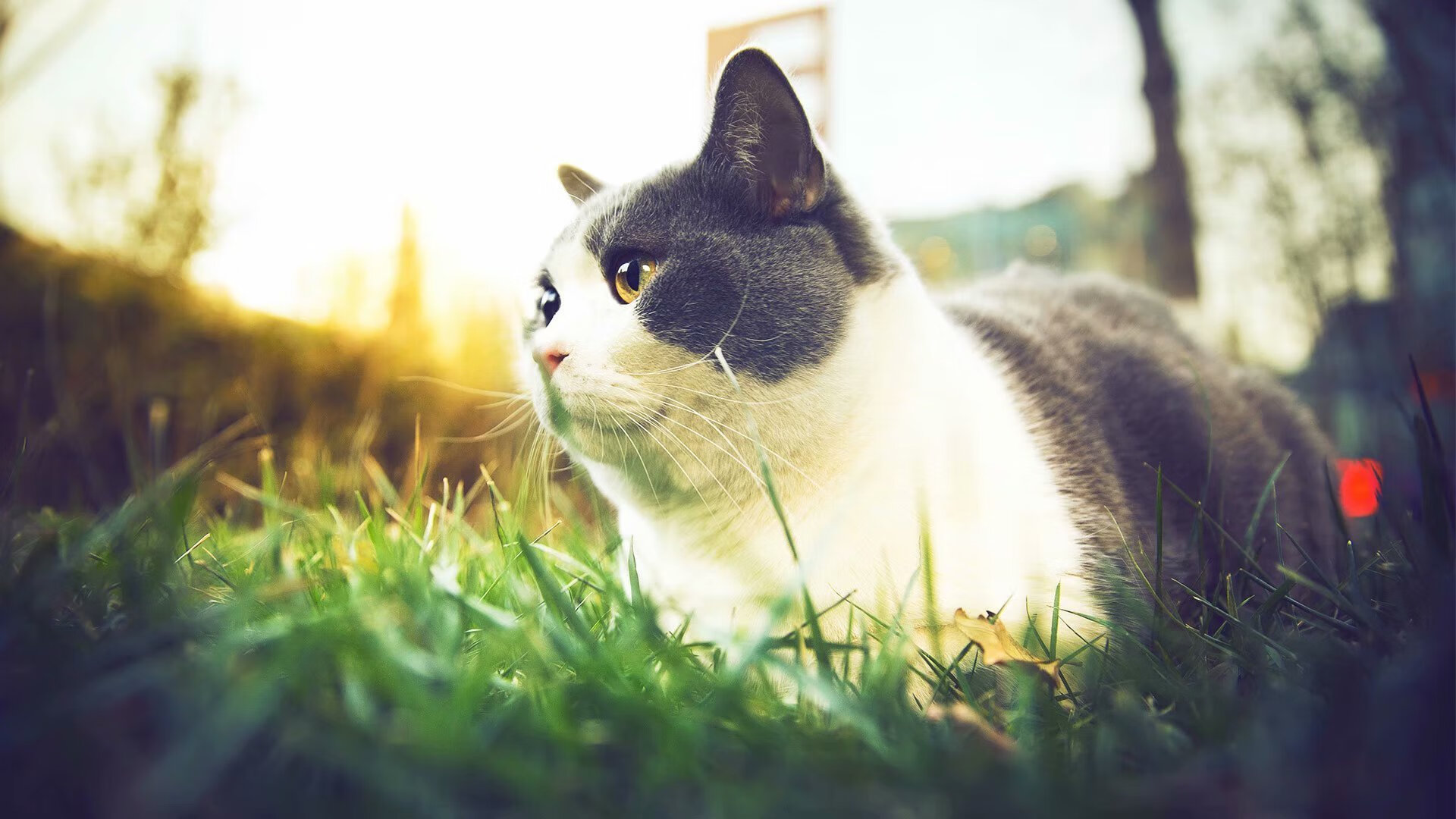 一剑封喉!骑士绝杀浙江队,锡安用统治与呼吸定义存在感