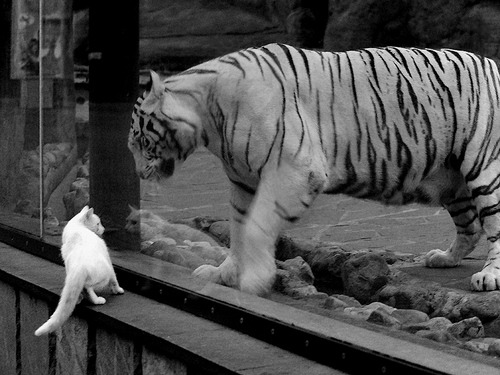 双重奏鸣曲,奥兰多的青年军与芝加哥的冷血诗人