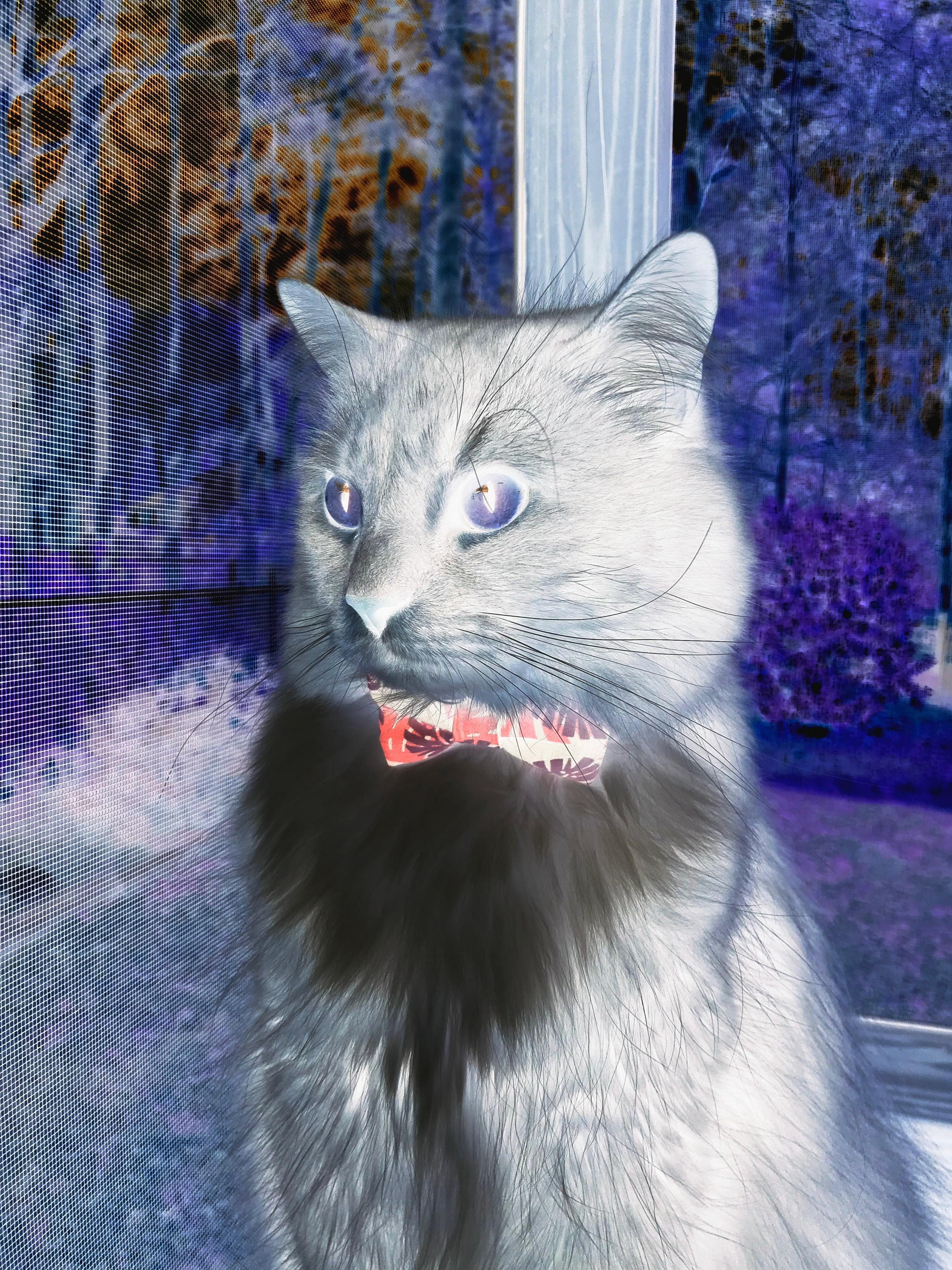 暗夜与红魔的辩证法，当萨拉赫用埃及叙事改写曼彻斯特篇章