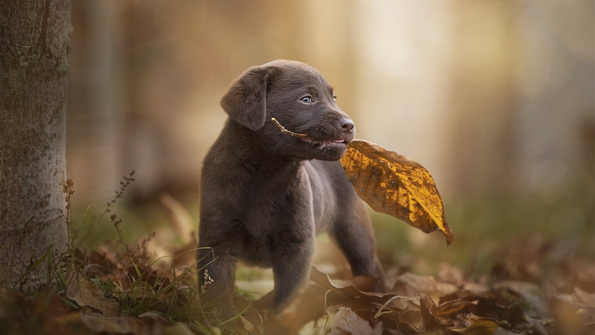 狂飙、淘汰与地心焰火,当F1街道、世界杯生死战与火山冰川同奏唯一性之歌