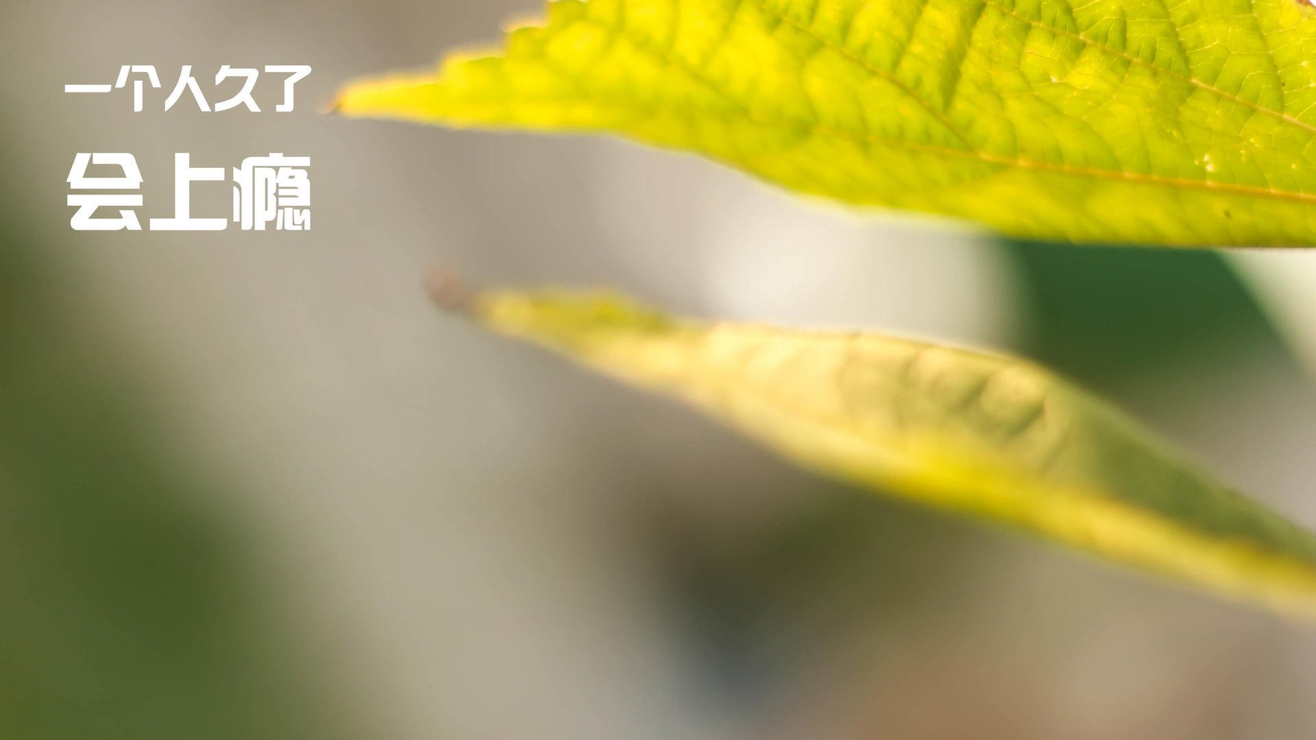 独舞的王者！福克斯末节救赎之战，公牛一胜定乾坤