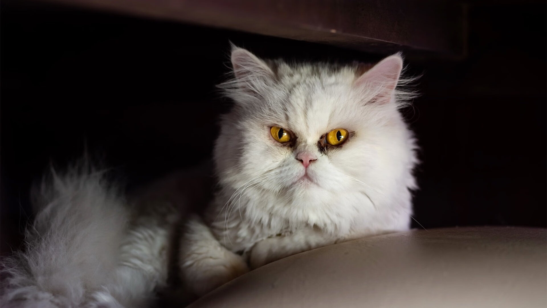 开云体育APP下载-太阳的引力与掘金的逃逸速度，当节奏掌控遭遇统治级数据