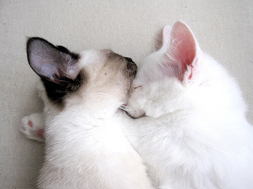 绿茵江湖的三分雨，浙江队用德甲式铁血终结广东王朝