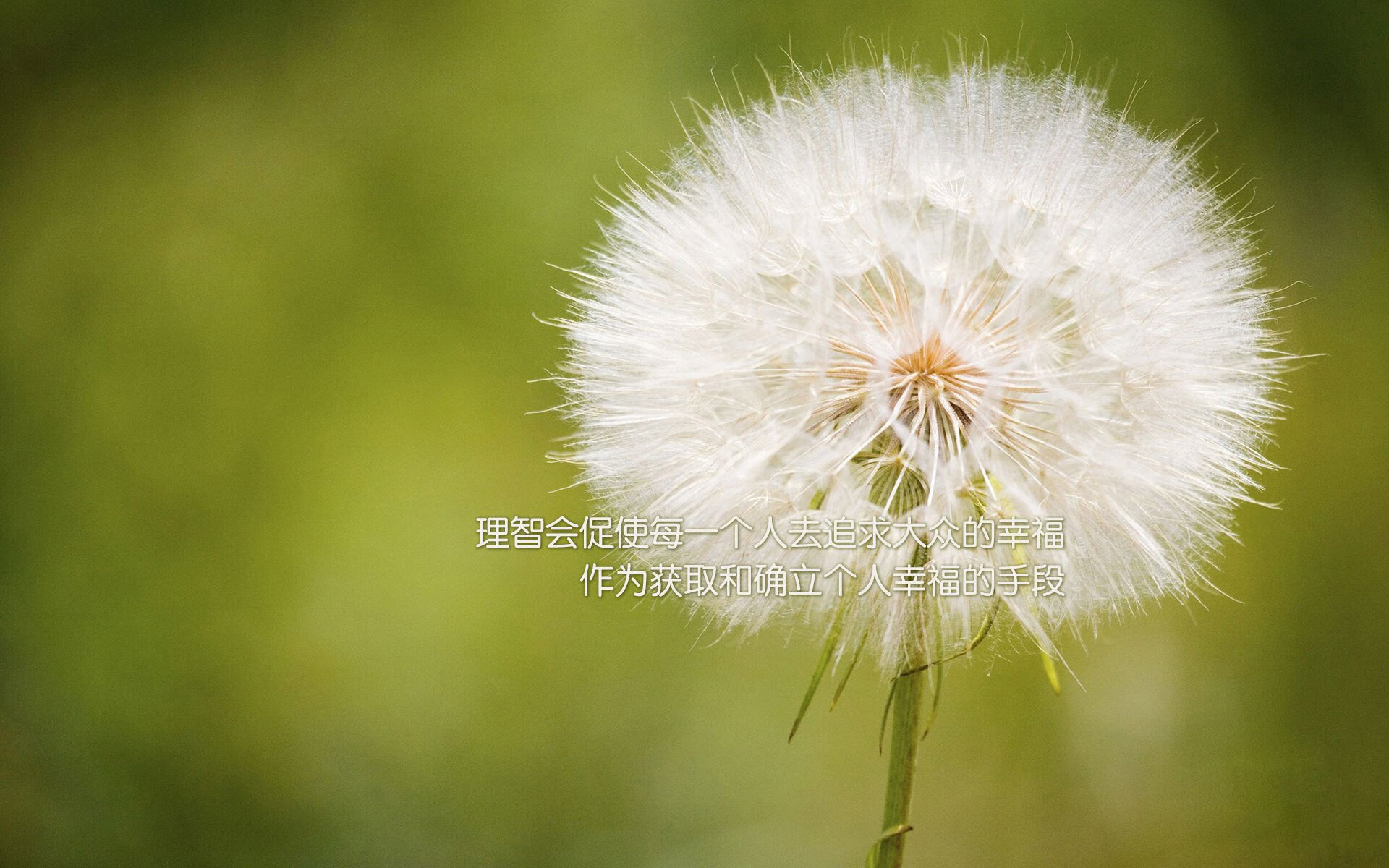 跨越东西部的决胜瞬间,独行侠压哨绝杀灰熊,布克东决关键战接管比赛