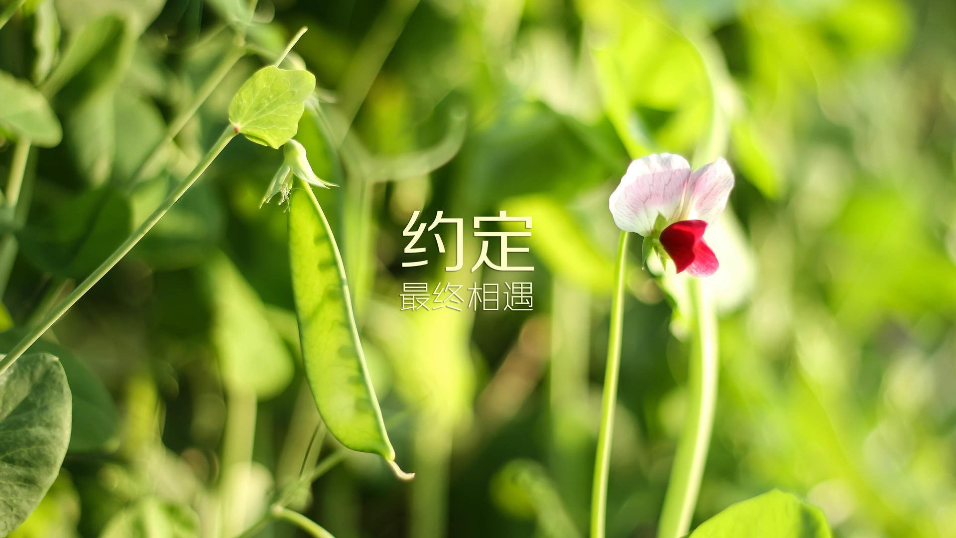 血色绿茵的双面剧本,当北非铁骑的碾压成为序曲,福登的绝唱如何定义2026世界杯的唯一性